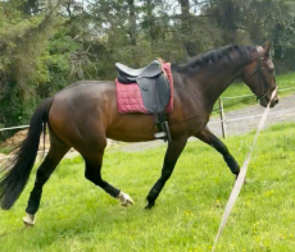 Big moving Gentleman