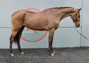Quality Hunter/Show Horse & Exciting Allround Prospect