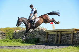 16.2HH 10YO GELDING BY DIAMANT DE SEMILLY – GENUINE, STRAIGHTFORWARD ALLROUNDER
