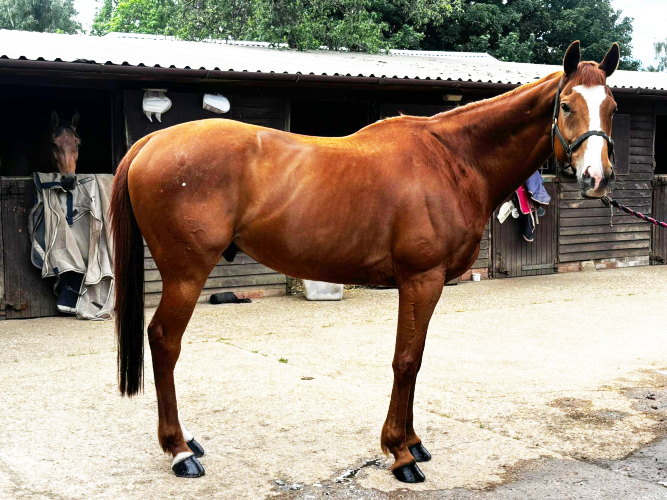 Smart 10-Year-Old 16.1hh Chestnut Gelding Allrounder