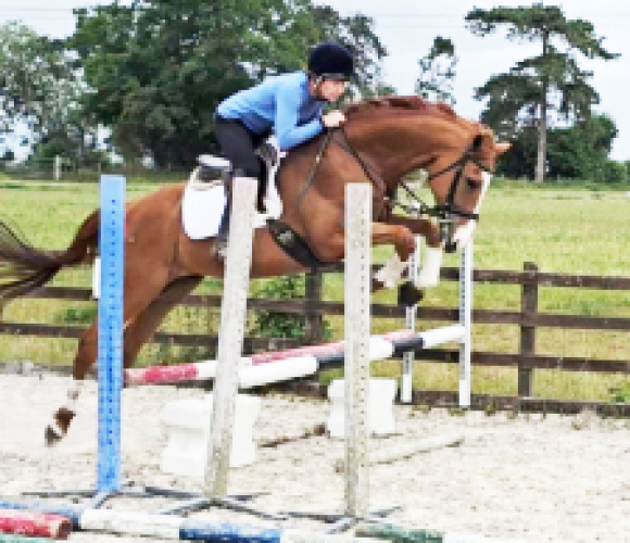 Smart 10-Year-Old 16.1hh Chestnut Gelding Allrounder