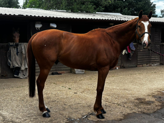 Smart 10-Year-Old 16.1hh Chestnut Gelding Allrounder