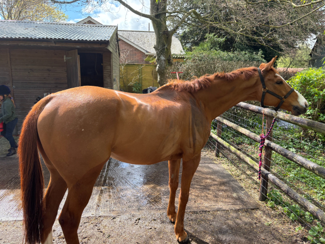 Smart 10-Year-Old 16.1hh Chestnut Gelding Allrounder