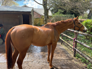 Smart 10-Year-Old 16.1hh Chestnut Gelding Allrounder