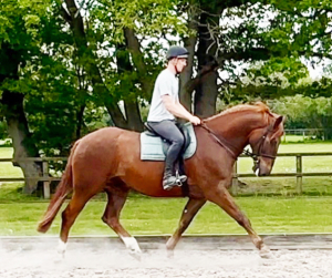 Smart ISH 16,3hh Chestnut gelding
