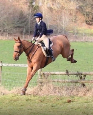 Smart ISH 16,3hh Chestnut gelding