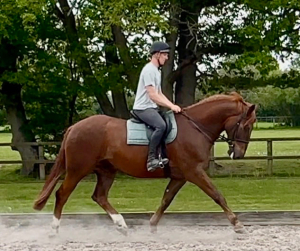 Smart ISH 16,3hh Chestnut gelding