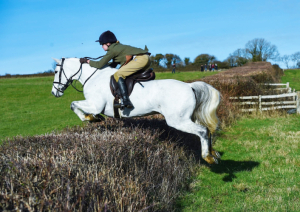 Fabulous Hunting / Pony Club Pony