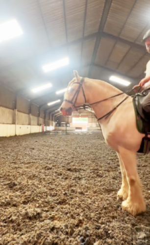 10yr old cob gelding 14.2