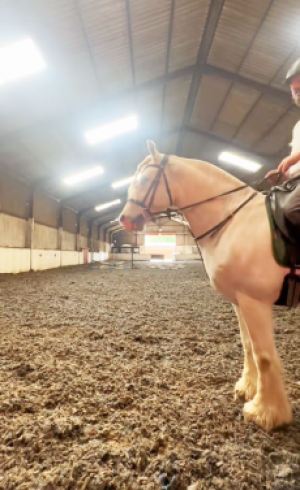10yr old cob gelding 14.2