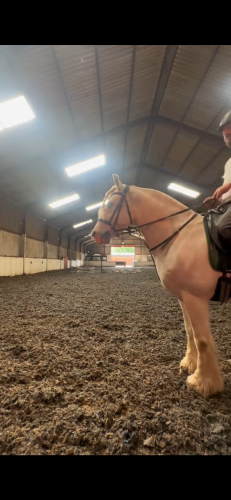 10yr old cob gelding 14.2