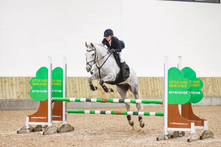 Stunning 16.2 grey gelding