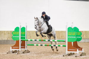 Stunning 16.2 grey gelding