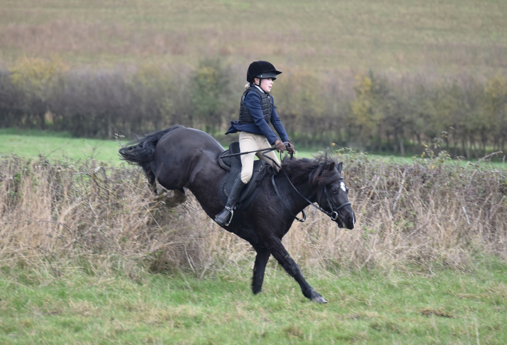 Talented all rounder pony club hunting pony 12.2