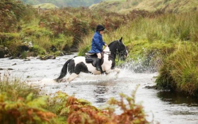 Safe, Allround, Hunting Pony 13hh