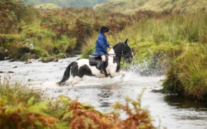 Safe, Allround, Hunting Pony 13hh