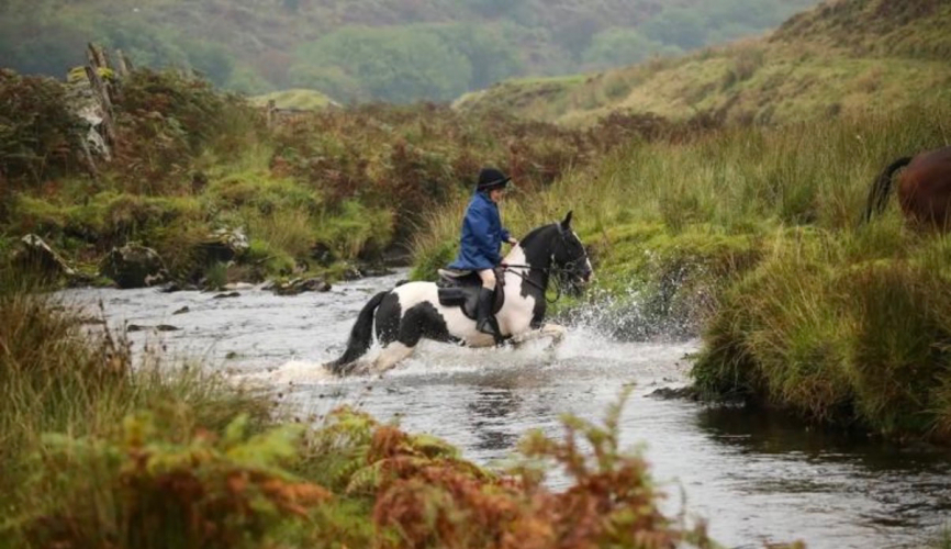 Safe, Allround, Hunting Pony 13hh