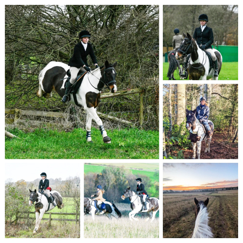 15.1hh Coloured Mare Cob x TB/NewForest