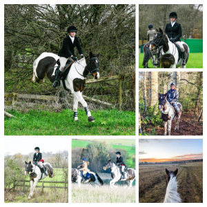 15.1hh Coloured Mare Cob x TB/NewForest