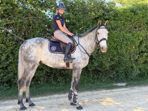 Smart French Thoroughbred Allrounder 
