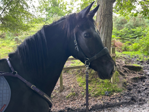 Jet black warmblood x arab