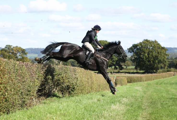 EX NATIONAL HUNT HORSE - Thank you all so much for your many, many phone calls, I've removed my contact details whilst I work through them