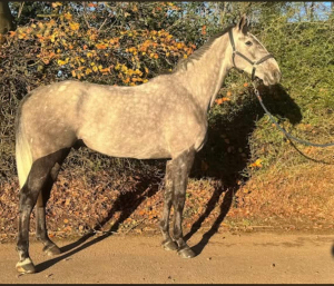 Classy 6YO by Cevin Z