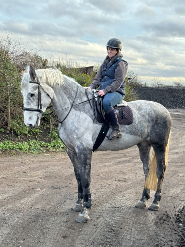 Diamond Darla - 2020 16.3hh Irish Draught Mare
