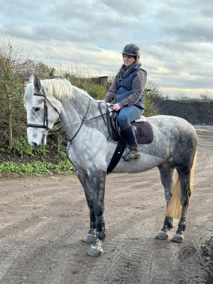 Diamond Darla - 2020 16.3hh Irish Draught Mare