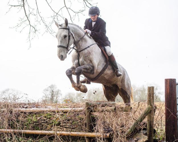 Striking Dapple Grey ISH x Warmblood Hunter