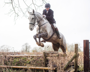 Striking Dapple Grey ISH x Warmblood Hunter