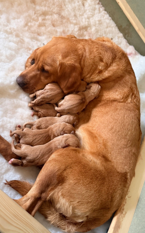 KC registered Fox Red Labradors