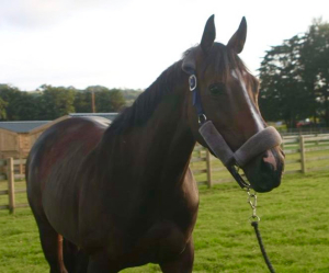 Honest and Eager to Please