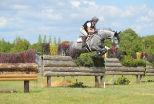 Beautiful hunter / grassroots horse 
