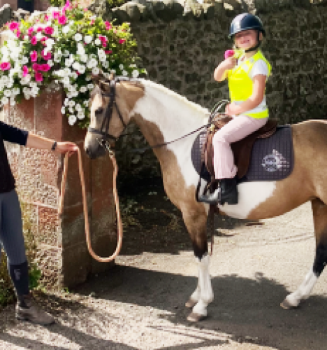 Quality Coloured Mare
