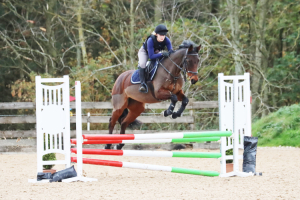 16.1hh AES Bay Mare School Mistress