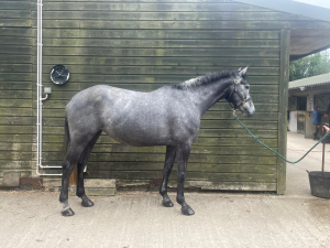 Potential Young Event horse 