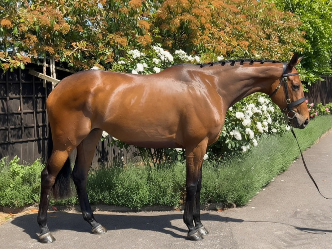 ROR/DRESSAGE SHOWING EX RACEHORSE