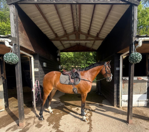 🐴 FOR SALE – 8yo ISH Mare | 15.2hh | Priced to sell