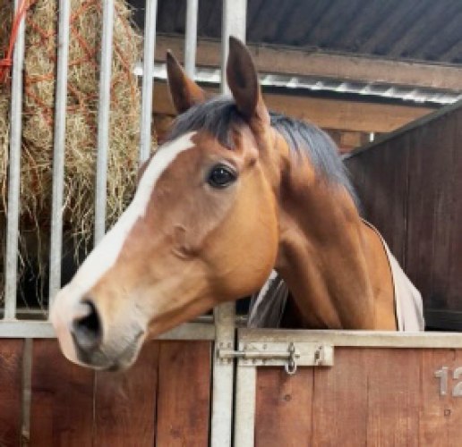 Stunning gelding potential super allrounder