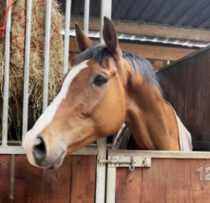 Stunning gelding potential super allrounder 