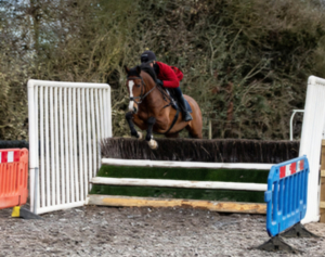 Stunning gelding potential super allrounder 