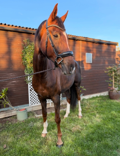 Jumping/ allrounder prospect