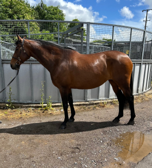 Attractive/kind ISH mare