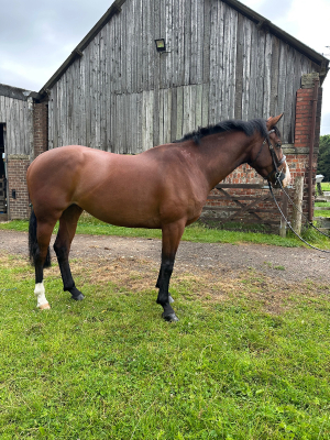 Potential Allrounder/Eventer/WHP