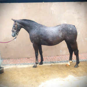 FRIARY RULER 