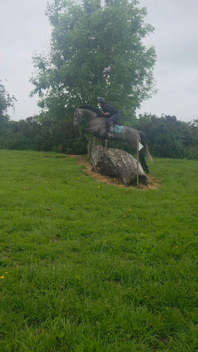 Potential Eventer/All rounder
