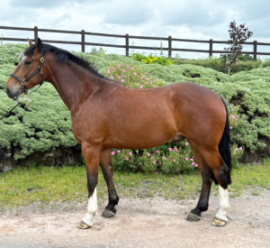 17hh 5yo Irish Sport Horse Gelding