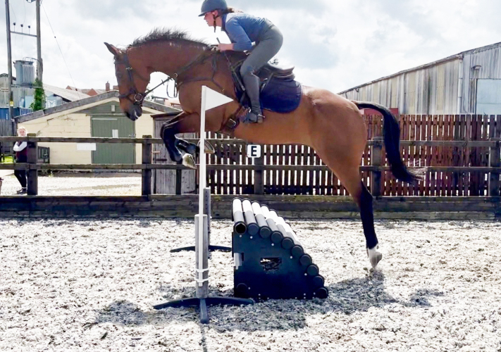 Big gentle Hunter/allrounder