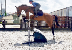 Big gentle Hunter/allrounder